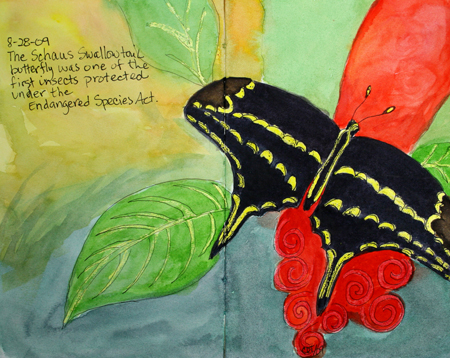 EDM235_Schaus-Swallowtail 08-28-2009